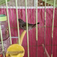 فنچ پتیلا بال زرد ماده|پرنده|اصفهان, گلزار|دیوار