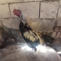 گوشت معاوضه با مرغ عشق ضمانتی