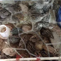 تعداد ۷۰ عدد بلدرچین