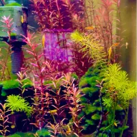 گیاه اکواریوم کمیاب بلند نصف قیمت