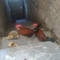 کوت عبدالله