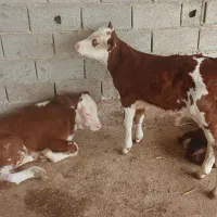 تهیه انواع گوساله های لوکس شیر خوار|حیوانات مزرعه|بندر ترکمن, |دیوار