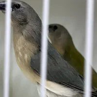 جوجه فنچهای خاص|پرنده|تهران, امامت|دیوار