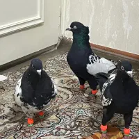 کفتر کبوتر رنگه نر سینه کله|پرنده|مشهد, سید رضی|دیوار