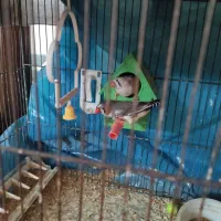 دو عدد فنچ یکی نر و یکی ماده با قفس و لوازم و لانه