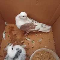 کبوتر|پرنده|دورود, |دیوار