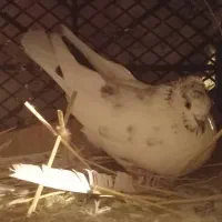 کبوتر تهرانی بالا گرد