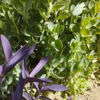 انواع قلمه گل|گل و گیاه طبیعی|شیراز, حجت آباد|دیوار
