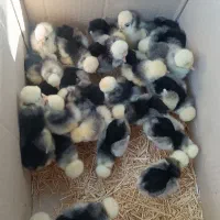 جوجه لهستانی