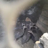 جوجه شاخدار