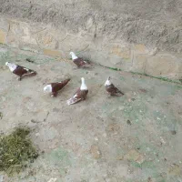 کبوتر کربلایی|پرنده|گلبهار, نوبهار|دیوار