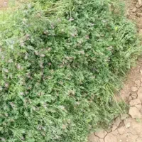 گیاه شاهتره
