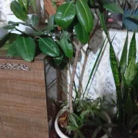 گل فروشی|گل و گیاه طبیعی|نیشابور, ده حلاج|دیوار