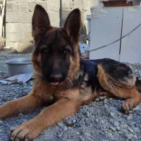 ماده ژرمن اصیل دو ساله|سگ|ماهدشت, |دیوار