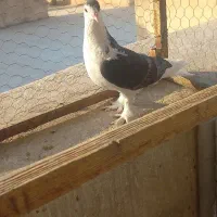 کفتر چادری نر پا چکمه عالی وسالم