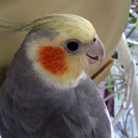 عروس هلندی نر
