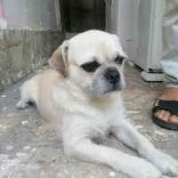 یک سگ بنام تی دی گم کروم