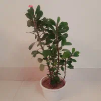 گل و گیاه طبیعی|گل و گیاه طبیعی|اهر, |دیوار