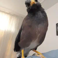 مرغ مینا سخنگو|پرنده|قم, چهل درخت‎|دیوار