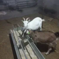 ۷ تا بز ابستن شیرا جوان