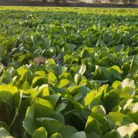 نهال کاهو|خدمات باغبانی و درختکاری|سرخنکلاته, |دیوار