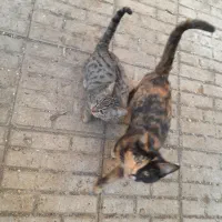 گربه. بچه گربه. پیشی|گربه|مشهد, نیروی هوایی|دیوار