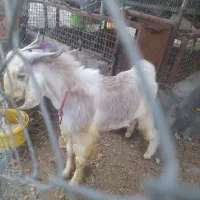 کهر نر در رودان