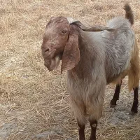 پازن