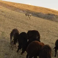 سگ سرابی گله|سگ|بستان آباد, |دیوار