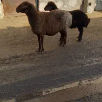 میش زاییده با بره درشت