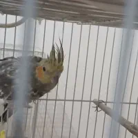 معاوضه  با کفتر فوری|پرنده|فردوس (خراسان), |دیوار