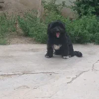 سگ شیتزو نر