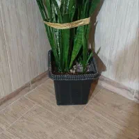 بخاری