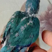 یک عدد جوجه راهب آبی سرلاکی