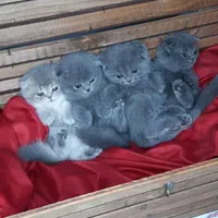 اسکاتیش بلو نر|گربه|کرج, شهرک جهاننما|دیوار