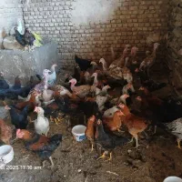 جوجه خروس و بوقلمون