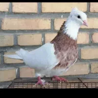 طوقی