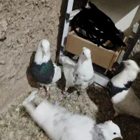 4عدد طوقی|پرنده|پیر سلیمان, |دیوار