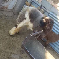 بره قوچی|حیوانات مزرعه|مرودشت, ژیان|دیوار