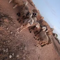 شیشک میش|حیوانات مزرعه|ارژن, |دیوار