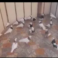 کفتر، طوقی|پرنده|شیراز, تندگویان|دیوار