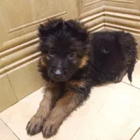 سگ ژرمن