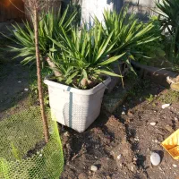 گل و گیاه آپارتمانی و بیرونی حیاطی یوکا|گل و گیاه طبیعی|نشتارود, |دیوار