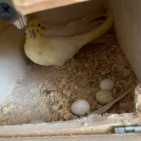 عروس هلندی مولد با تخم