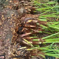 درخت نخل|گل و گیاه طبیعی|میناب, |دیوار