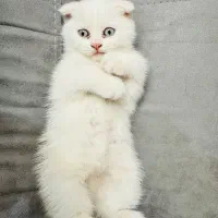 بچه گربه نژاد دار