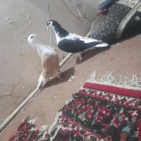 کفتر کبوتر  رنگه پرشی.  چپ و کلاغ کربلایی