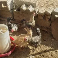 مرغ گلین