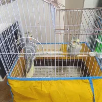 عروس هلندی و مرغ عشق