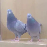 کفتر بازیکن